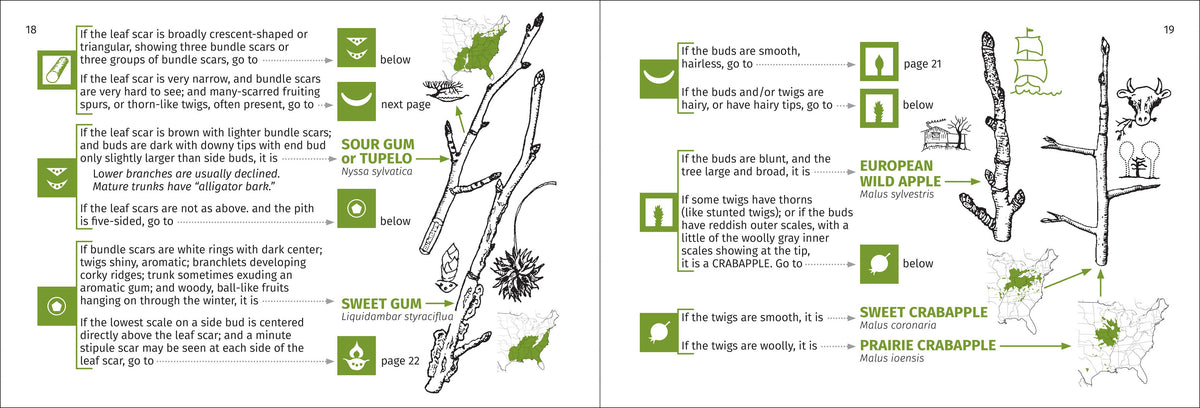 Winter Tree Finder 2e – Citiot